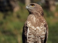 aguila marcenca mollo parc