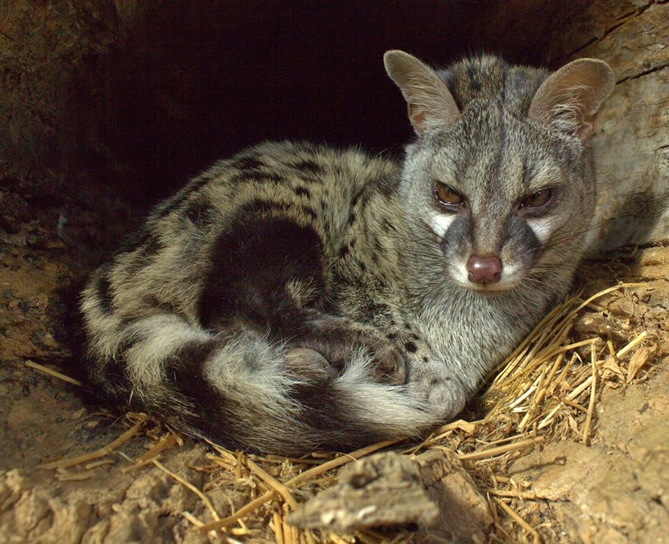 The GENET - Molló Parc