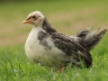 gallines mollo parc