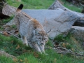 lince berico mollo parc2