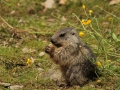 marmota mollo parc