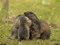 marmota mollo parc2