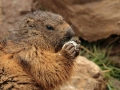 marmota mollo parc3