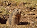 marmota1