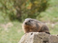 marmota10