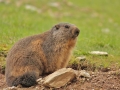 marmota11