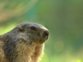 marmota3