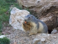 marmota4