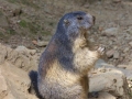 marmota5