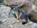 marmota6