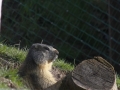 marmota8