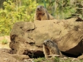 marmotas mollo parc