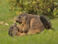 marmotes mollo parc