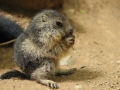 marmotes