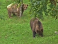 oso pardo mollo parc 11