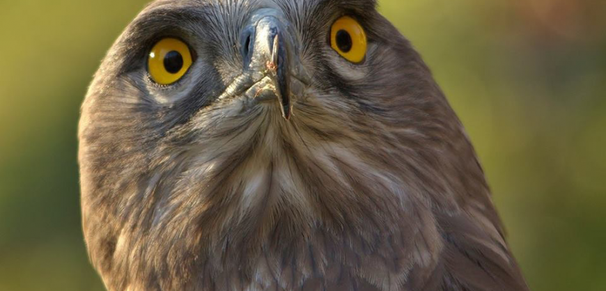 Aves rapaces| Molló Parc, Parque de animales de los Pirineos (Valle de  Camprodón)