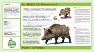 The boar-mollo-parc