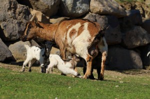 Cabrits molló parc