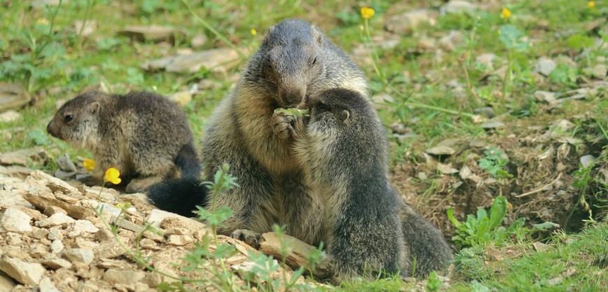 marmotes mollo parc