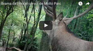 brama-cervol-mollo-parc