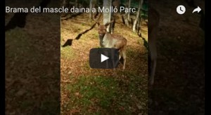 brama-daina-mollo-parc