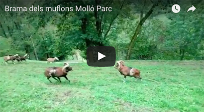 brama-muflons-mollo-parc