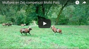 lmuflons-en-zel-mollo-parc