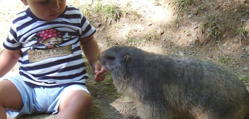 Marmotes Molló Parc